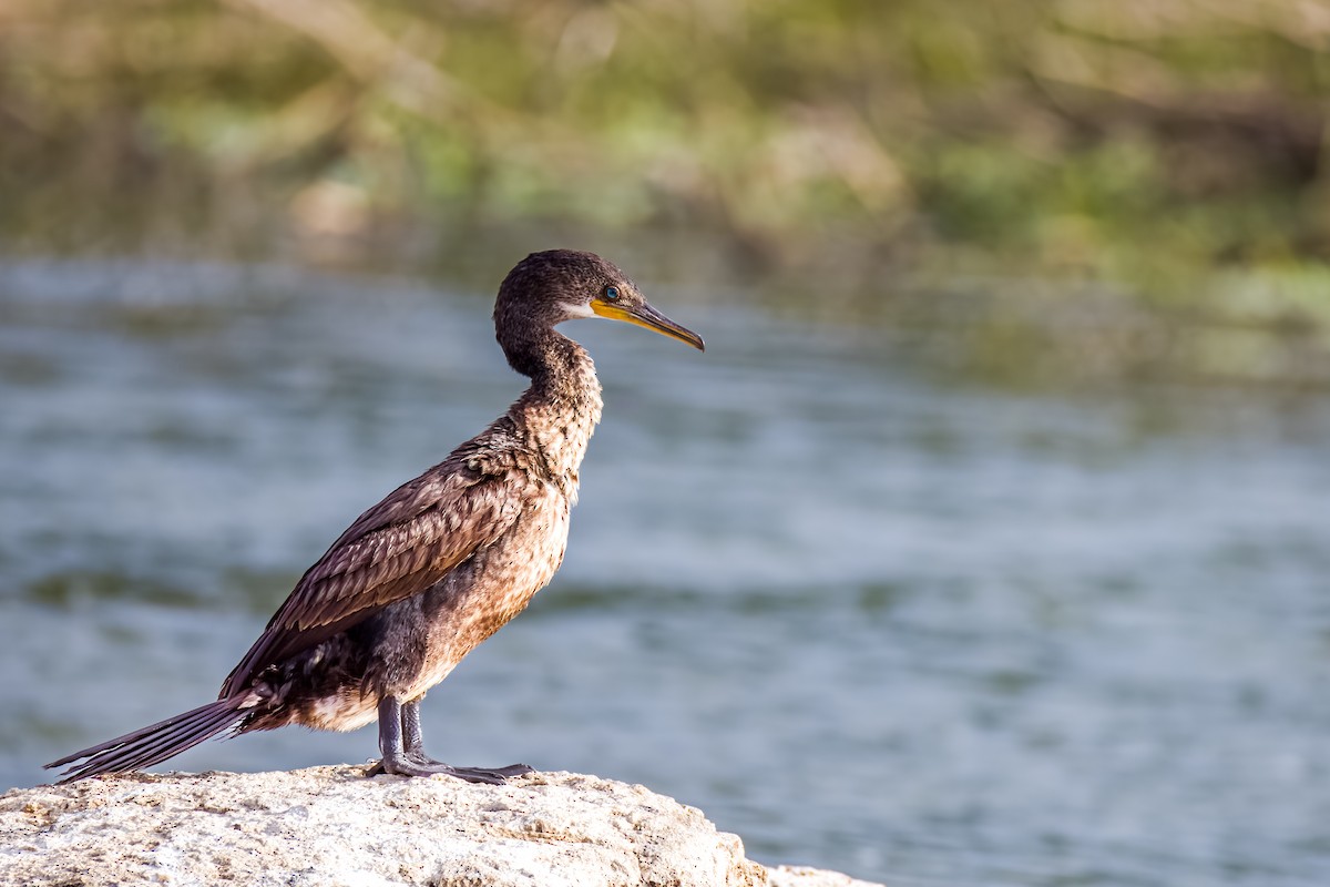 Cormorán Indio - ML638489317