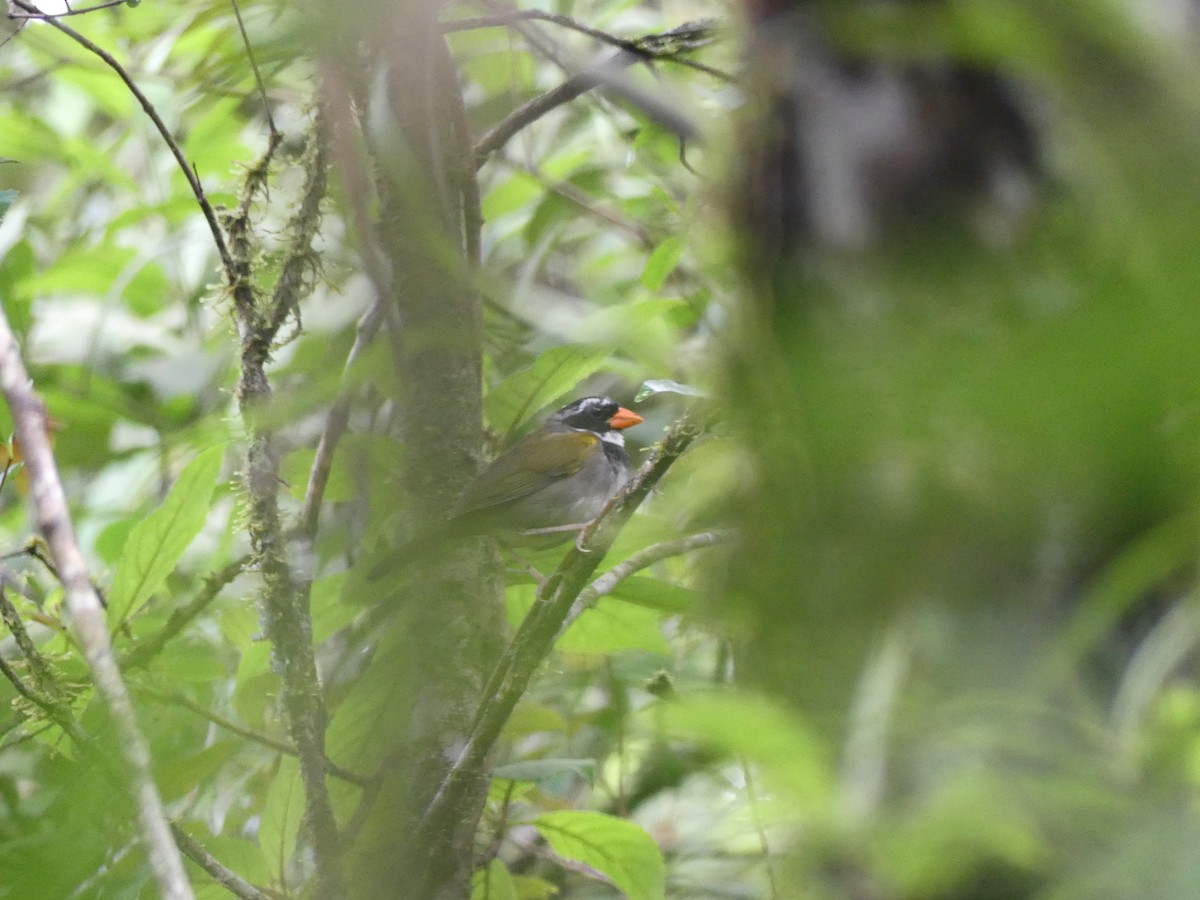 Orange-billed Sparrow - ML638489318