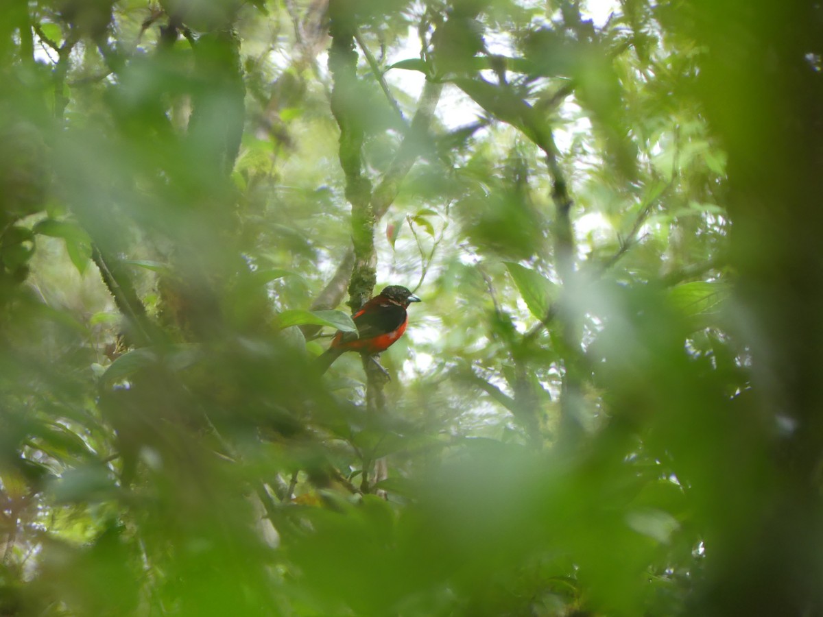 Crimson-backed Tanager - ML638489320