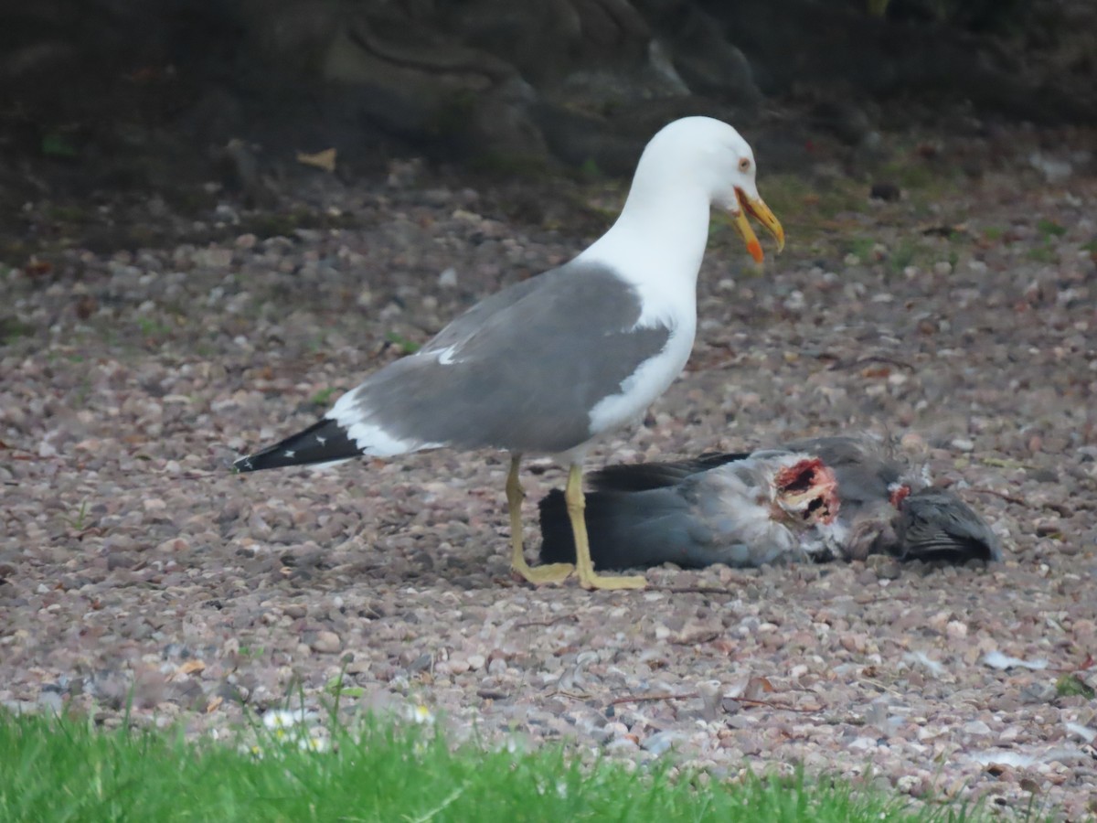 Lesser Black-backed Gull - ML638489324