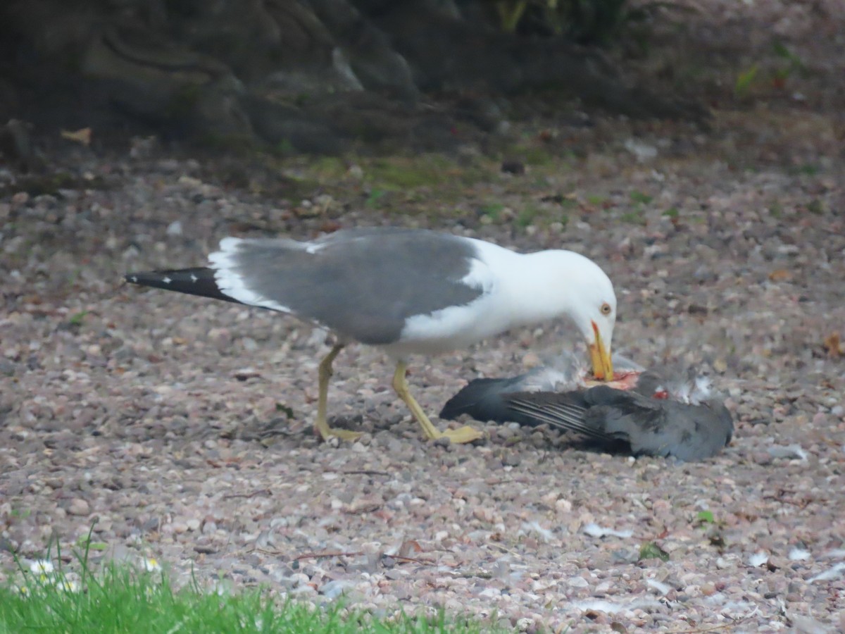 Lesser Black-backed Gull - ML638489325