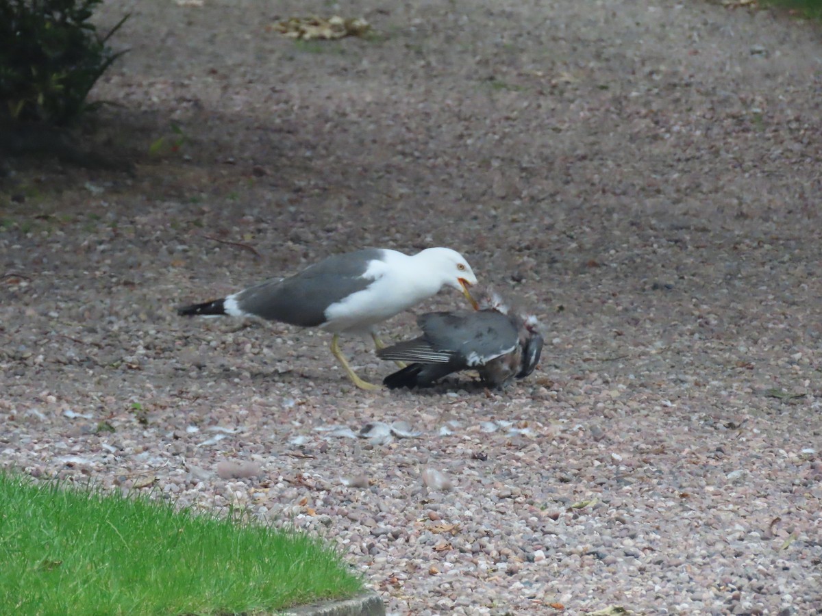 Lesser Black-backed Gull - ML638489326