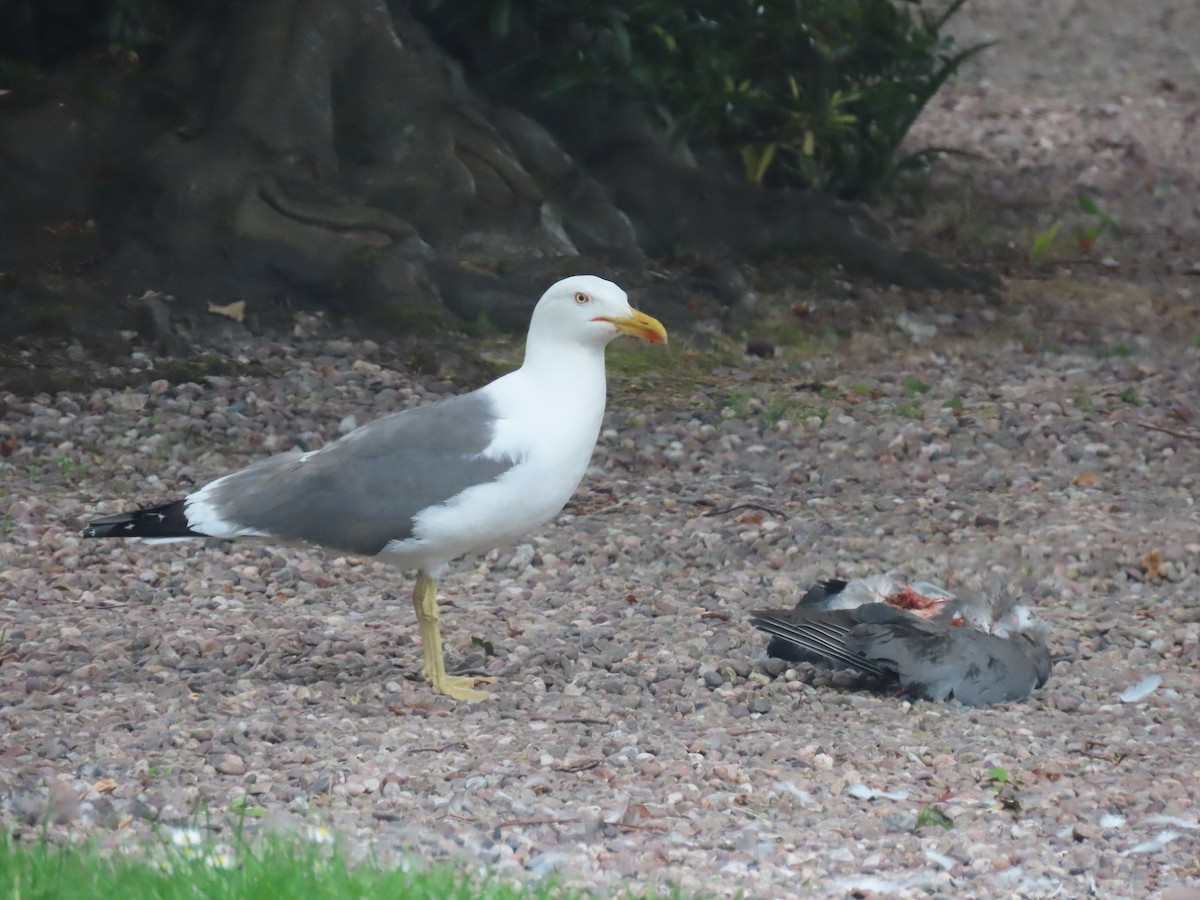 Lesser Black-backed Gull - ML638489327