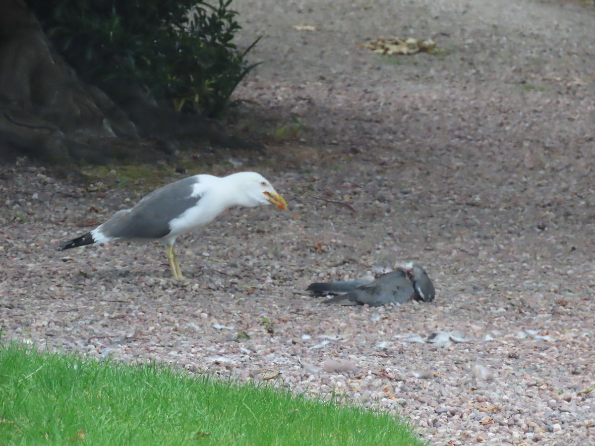 Lesser Black-backed Gull - ML638489328
