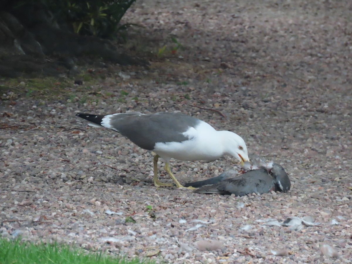 Lesser Black-backed Gull - ML638489329