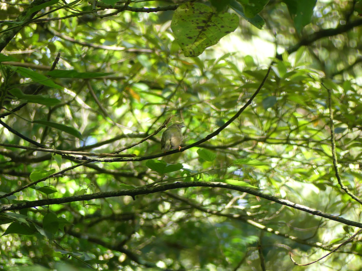 Lance-tailed Manakin - ML638489334