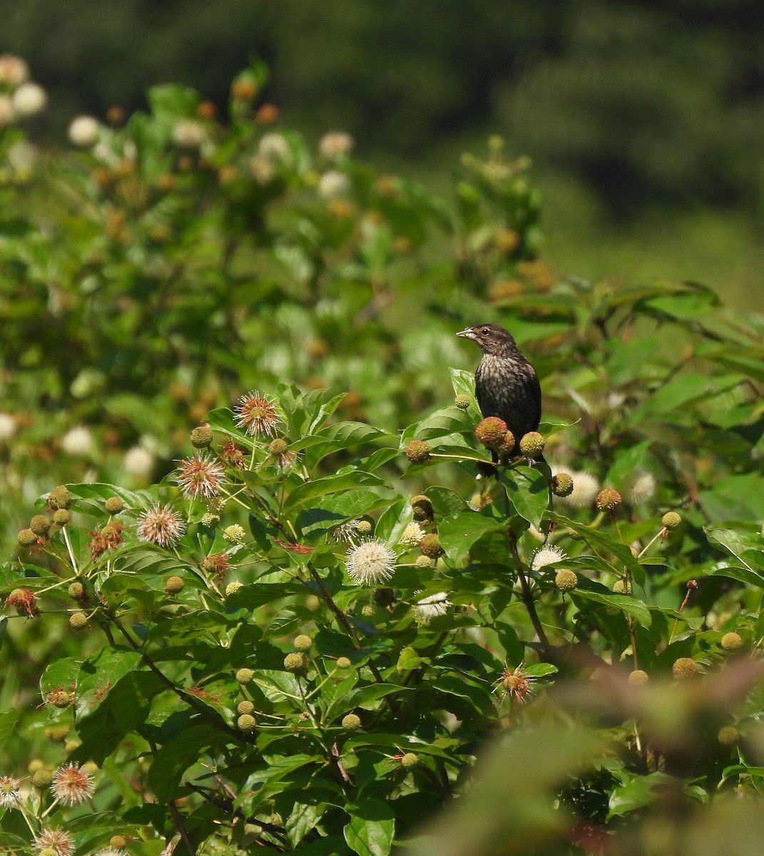 Red-winged Blackbird - ML638489346