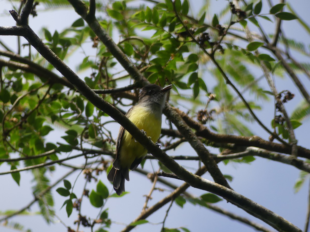 Dusky-capped Flycatcher - ML638489350