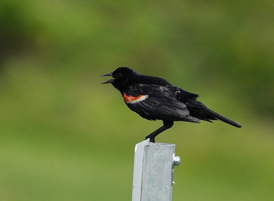 Red-winged Blackbird - ML638489351