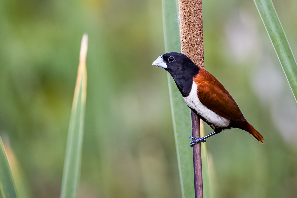 Capuchino Tricolor - ML638489361