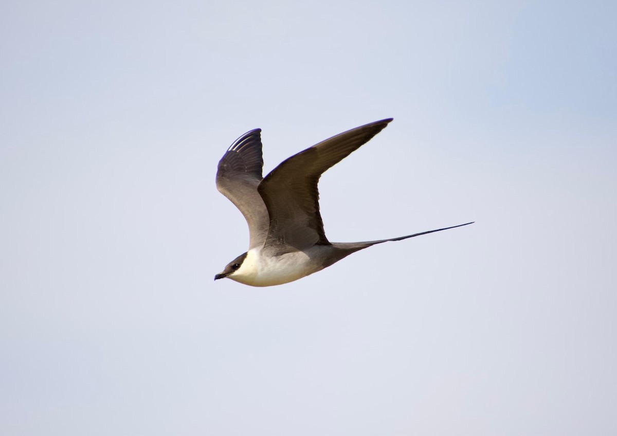Long-tailed Jaeger - ML638489365