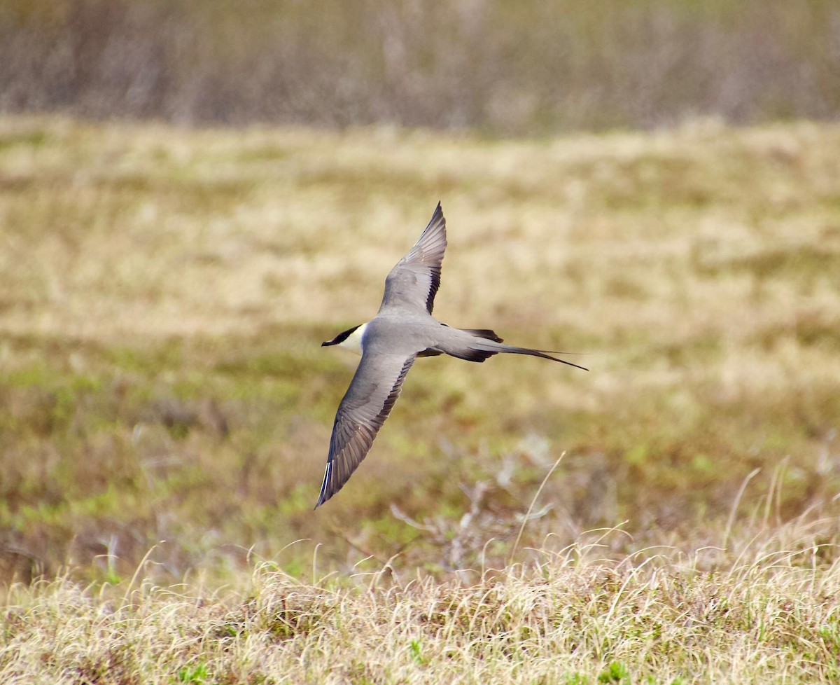 Long-tailed Jaeger - ML638489366