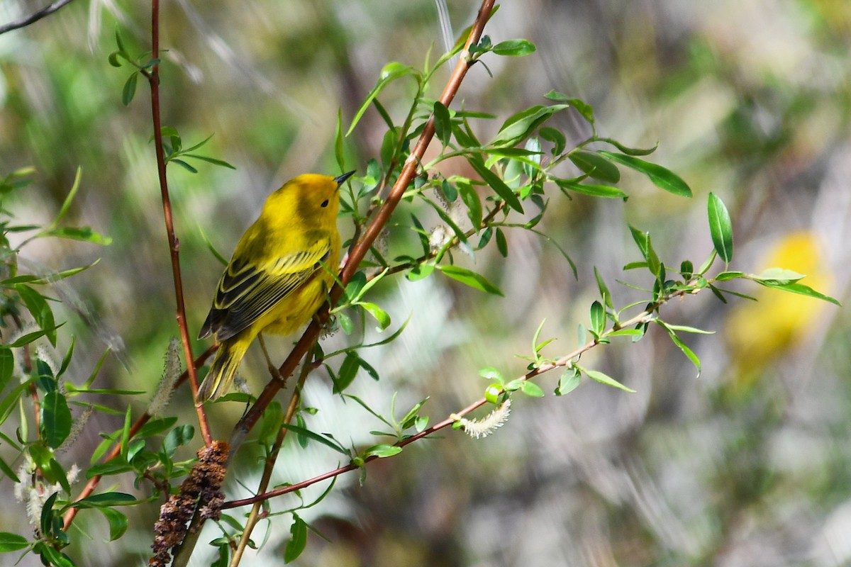 Yellow Warbler - ML638489373