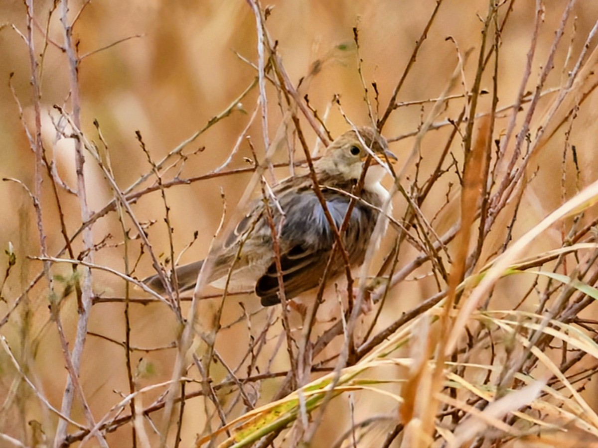 Fawn-colored Lark - ML638489403