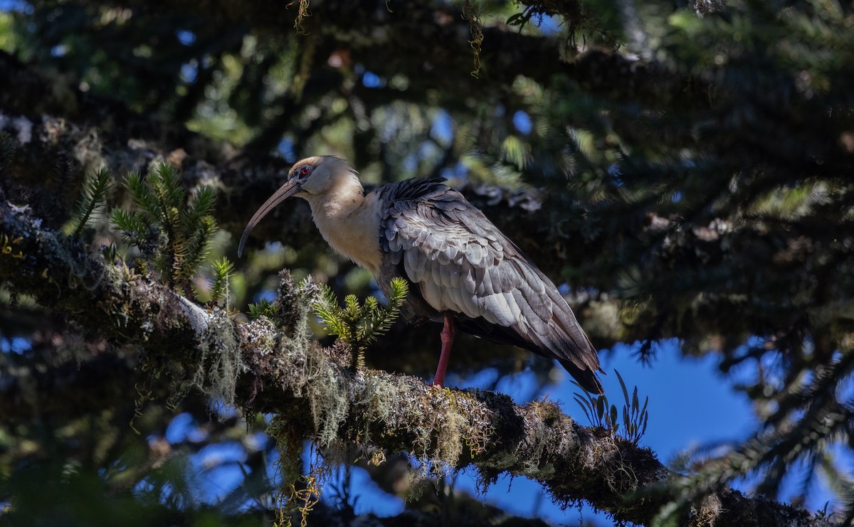 Buff-necked Ibis - ML638489418