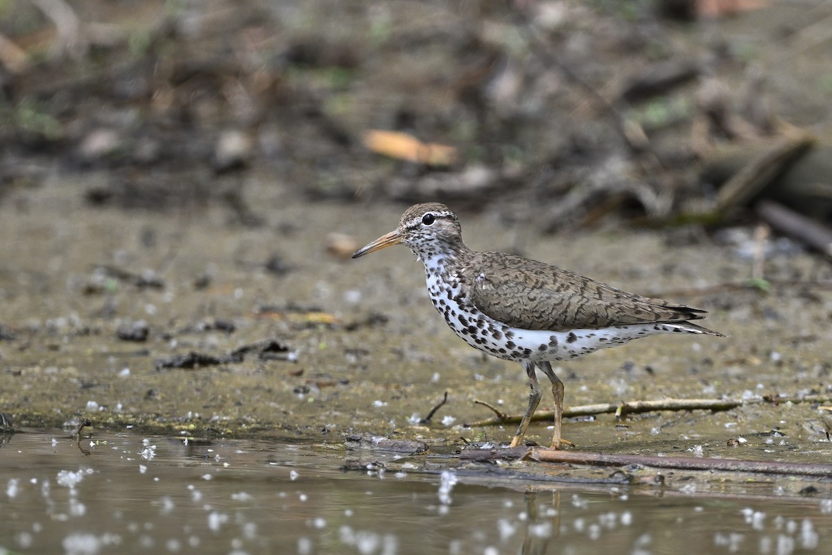 Spotted Sandpiper - ML638489433