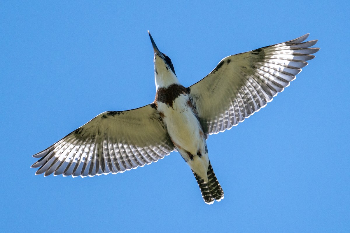 Belted Kingfisher - ML638489460