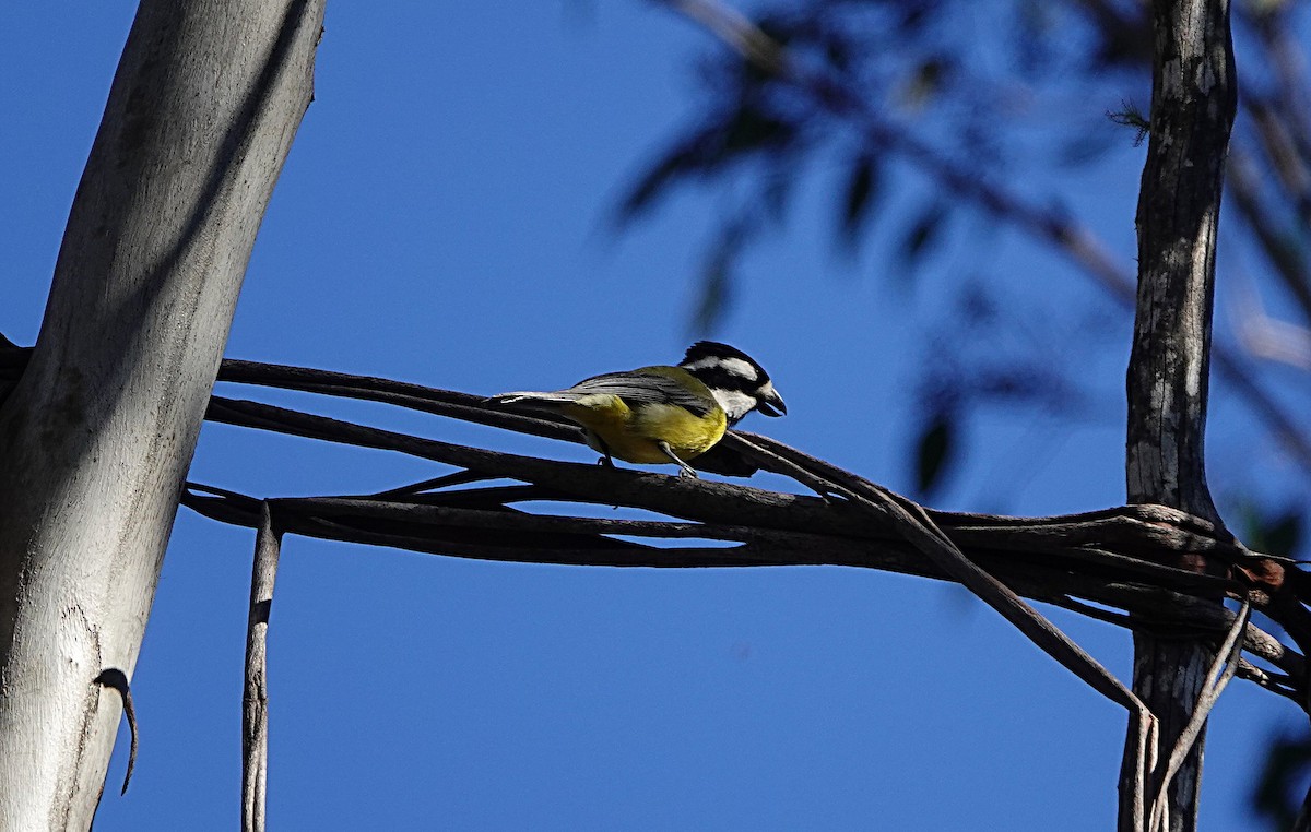 Eastern Shrike-tit - ML638489464