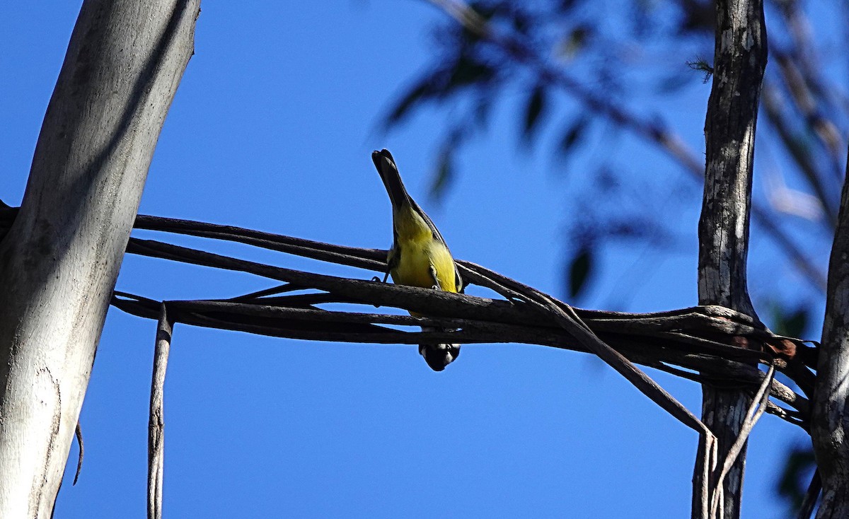 Eastern Shrike-tit - ML638489465