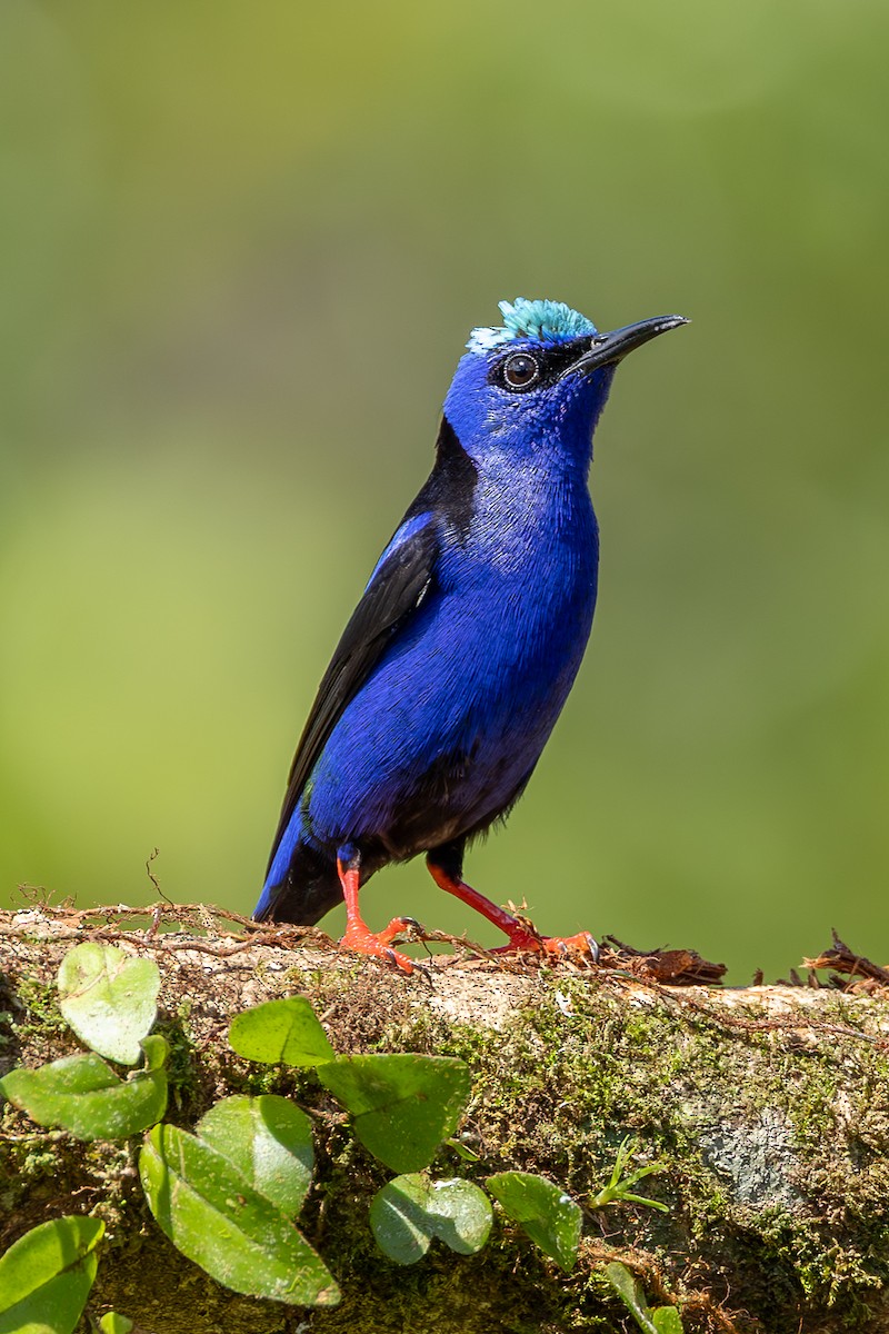 Red-legged Honeycreeper - ML638489467