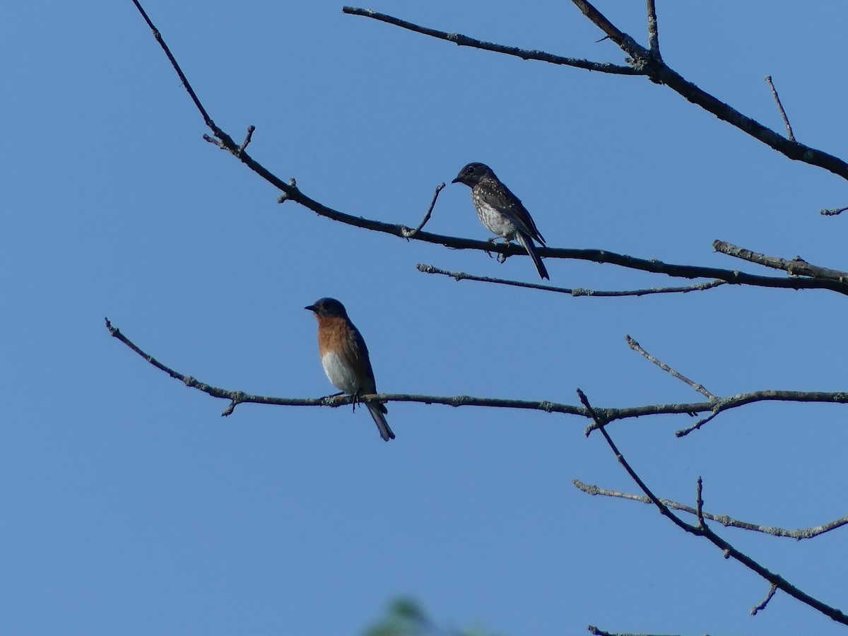 Eastern Bluebird - ML638489479