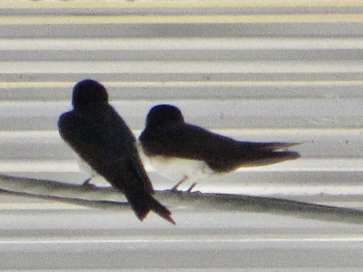 Blue-and-white Swallow - ML638489486