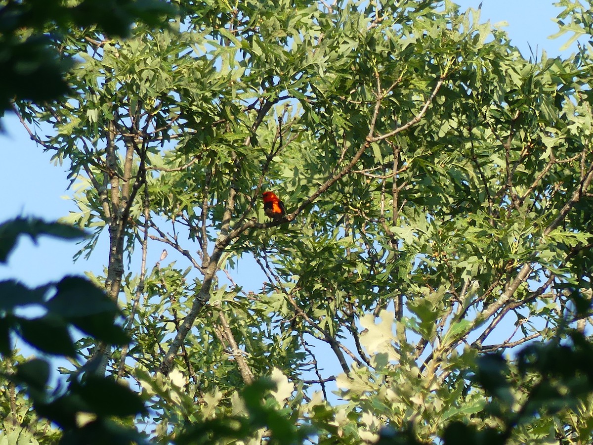 Scarlet Tanager - ML638489494