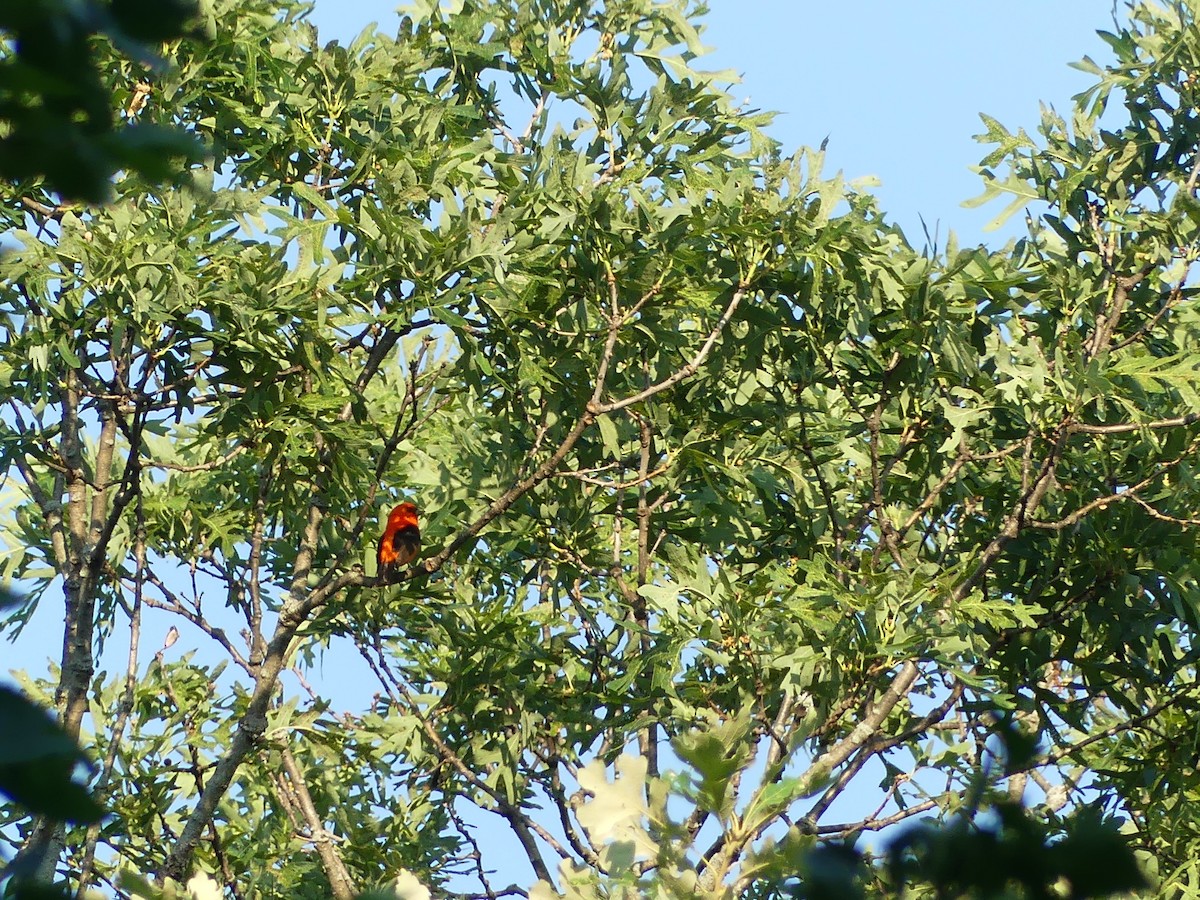 Scarlet Tanager - ML638489495