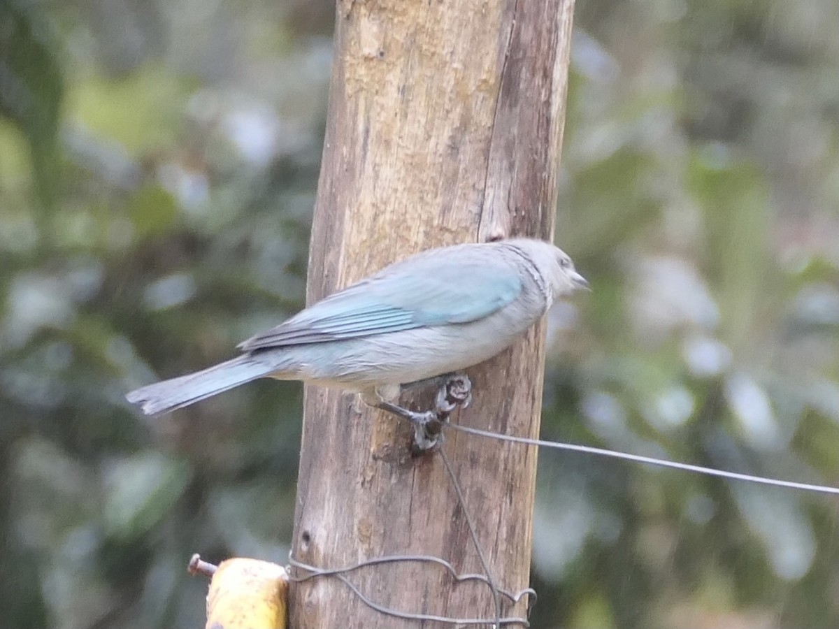 Sayaca Tanager - ML638489523