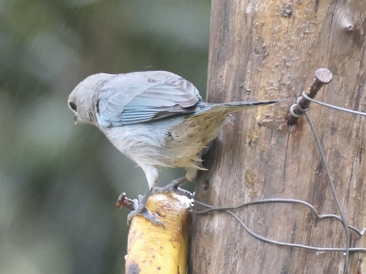 Sayaca Tanager - ML638489524