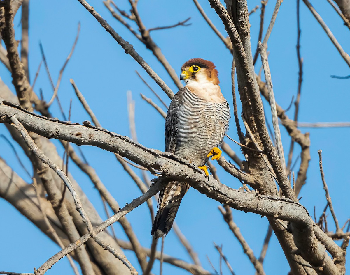 Red-necked Falcon - ML638489536