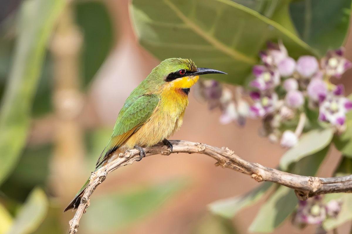 Little Bee-eater - ML638489570