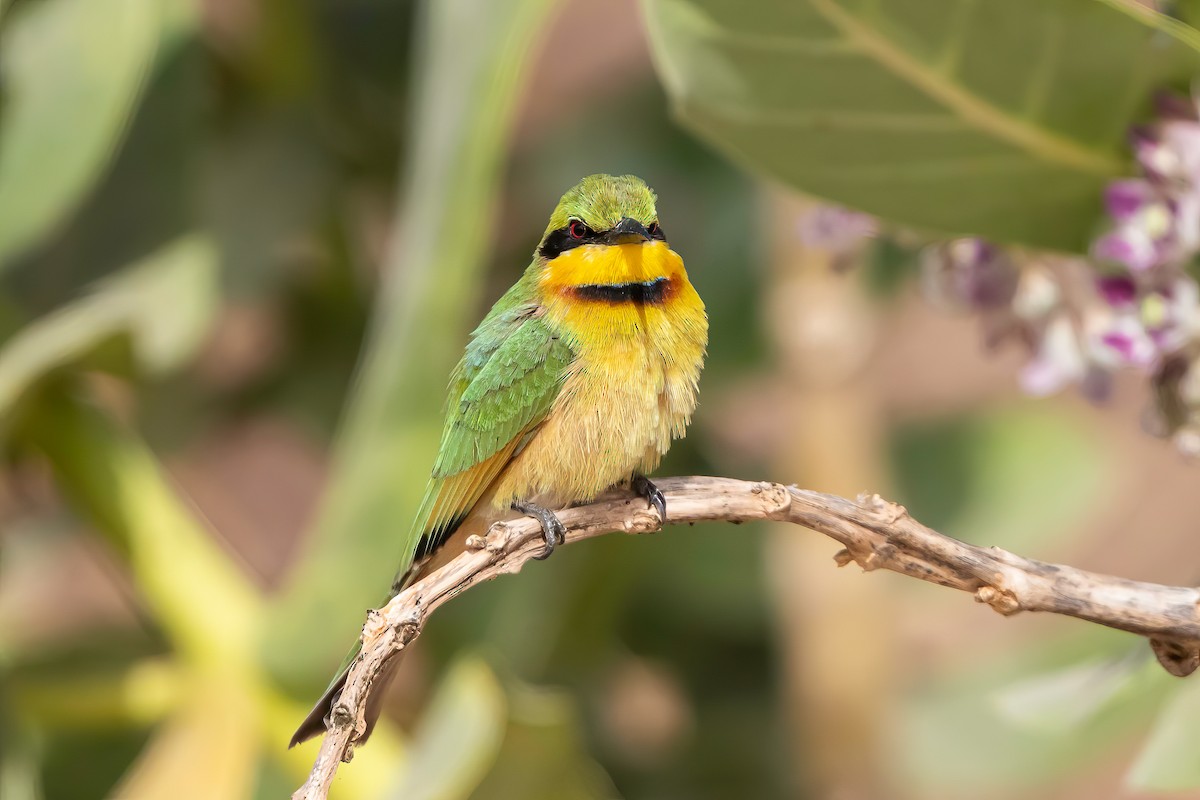 Little Bee-eater - ML638489571