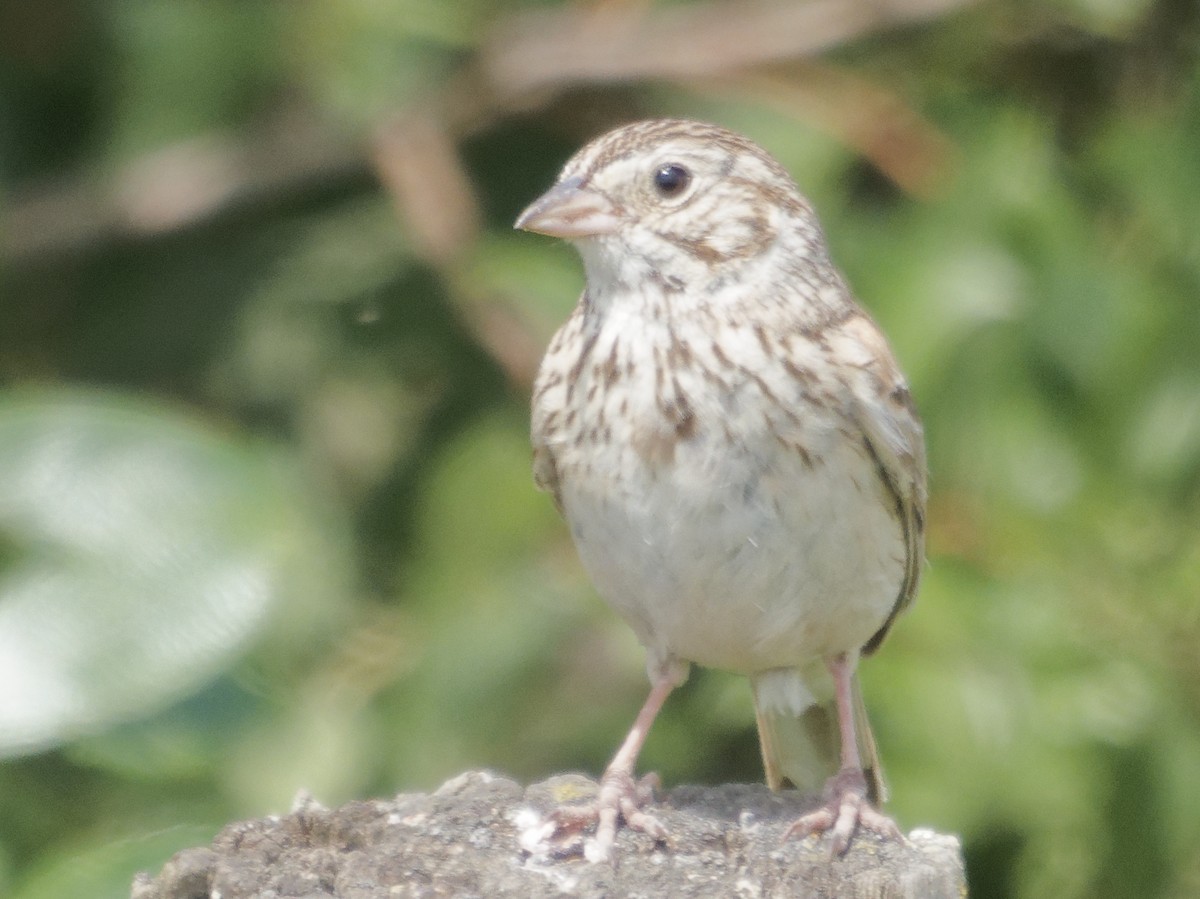 Vesper Sparrow - ML638489579