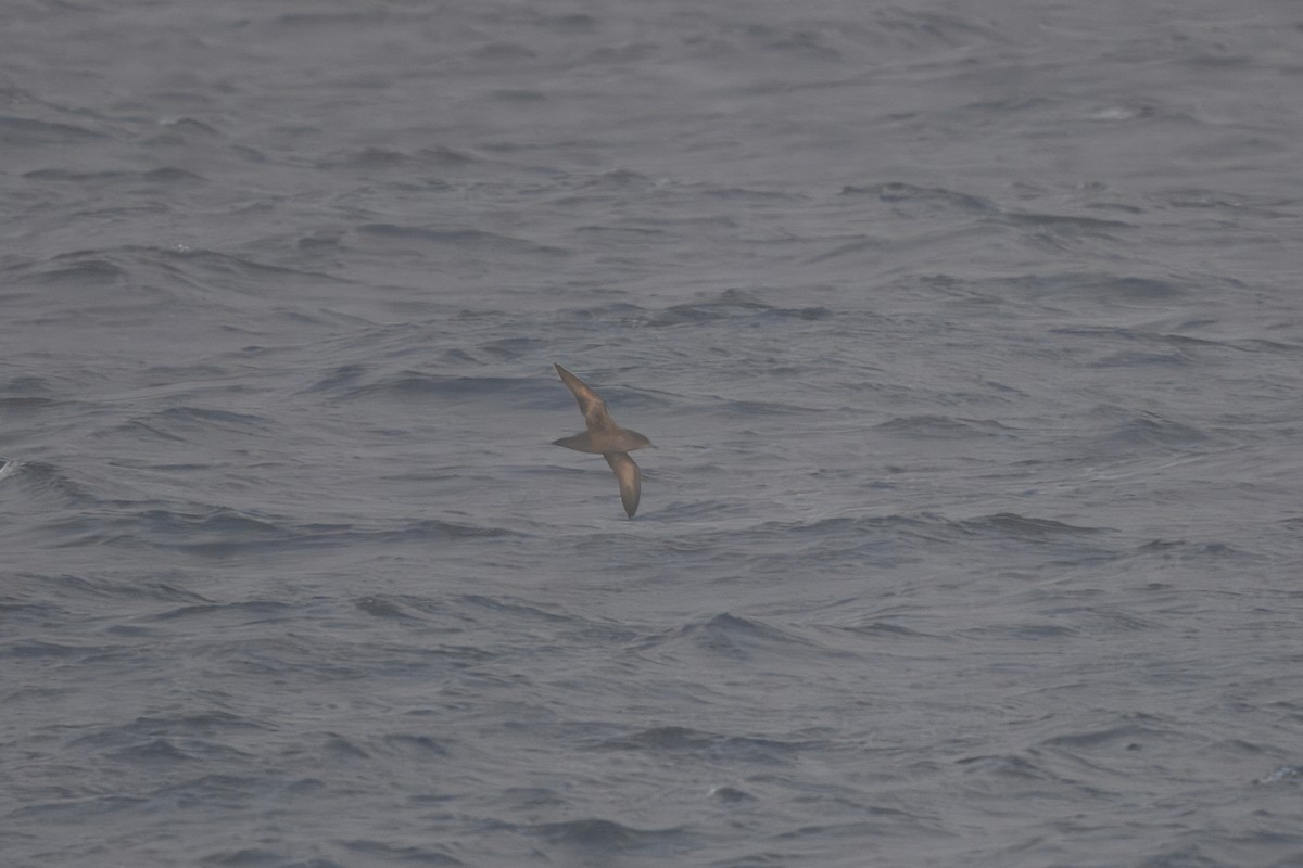 Sooty Shearwater - ML638489580
