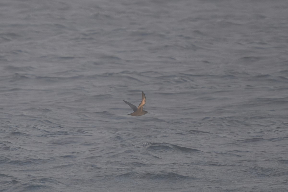 Sooty Shearwater - ML638489581