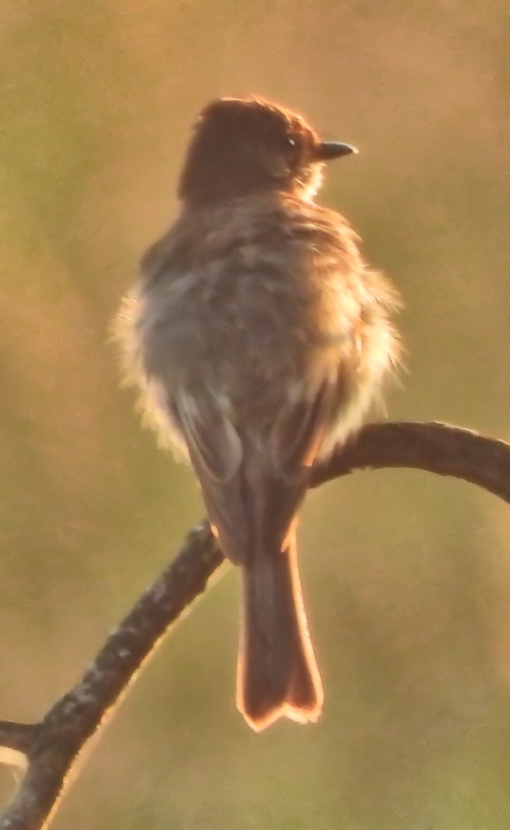 Eastern Phoebe - ML638489584