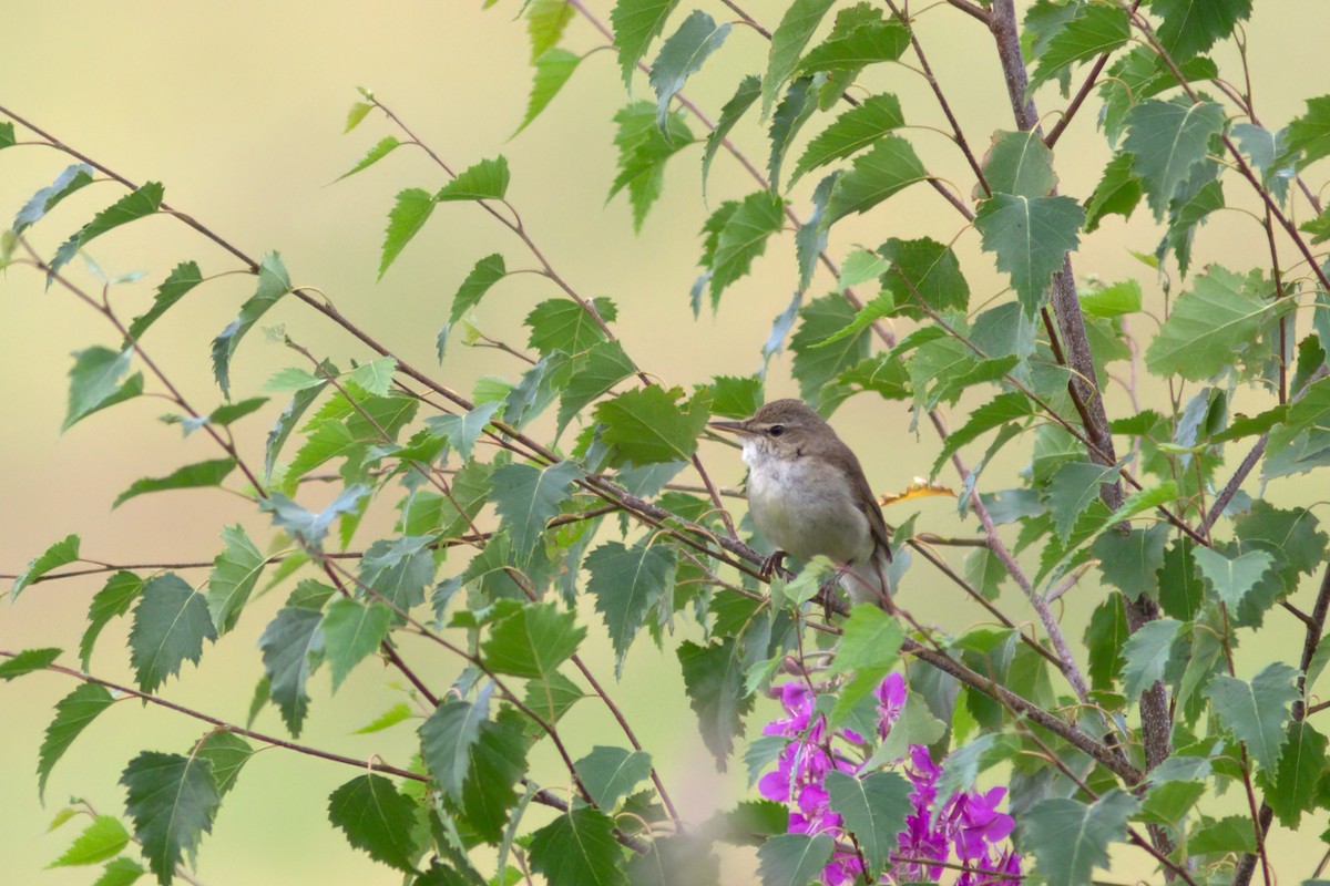 rákosník pokřovní - ML638489588