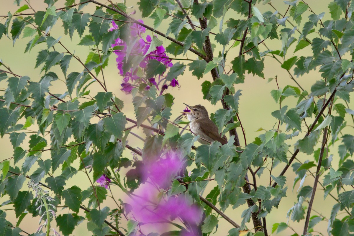 rákosník pokřovní - ML638489592