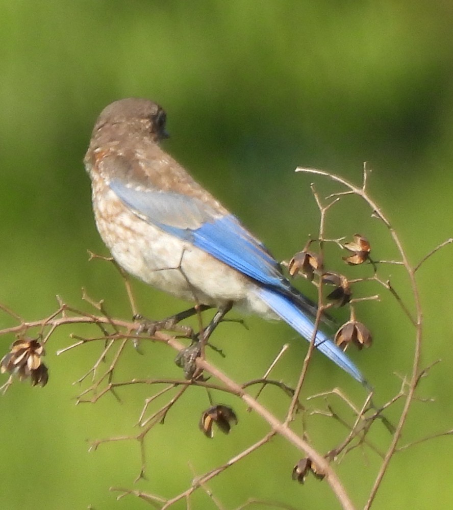Eastern Bluebird - ML638489602