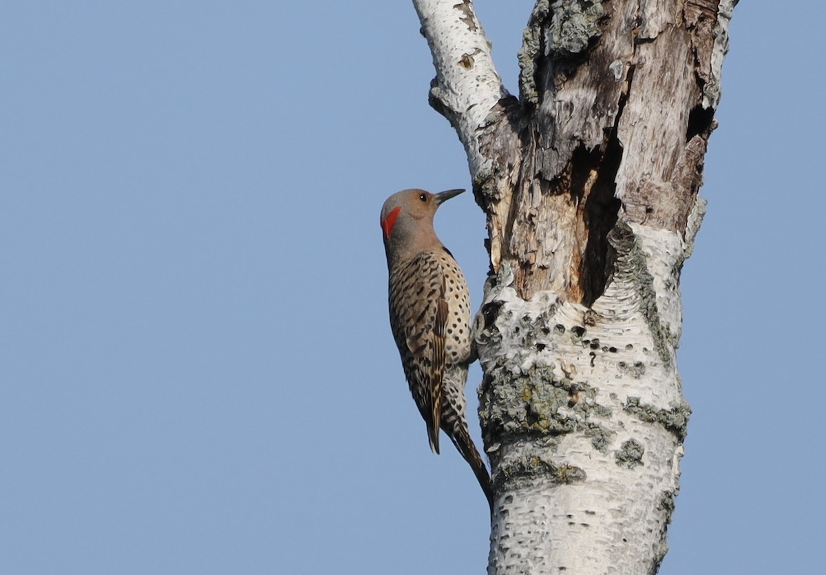 Northern Flicker - ML638489613
