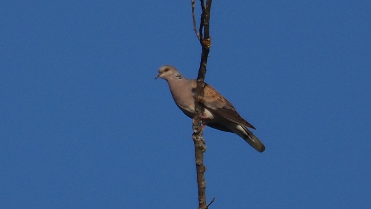 European Turtle-Dove - ML638489625
