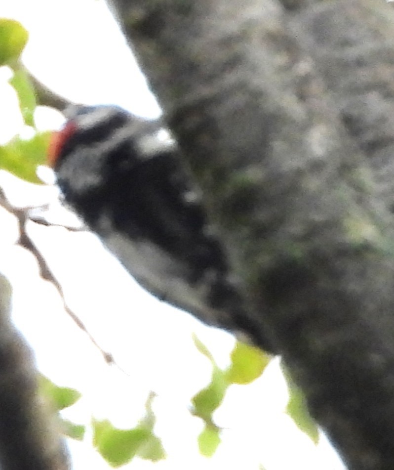 Downy Woodpecker - ML638489648