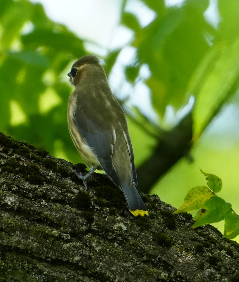 Cedar Waxwing - ML638489669