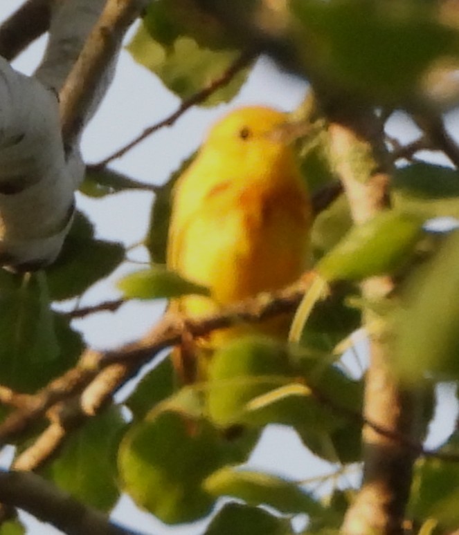 Yellow Warbler - ML638489692