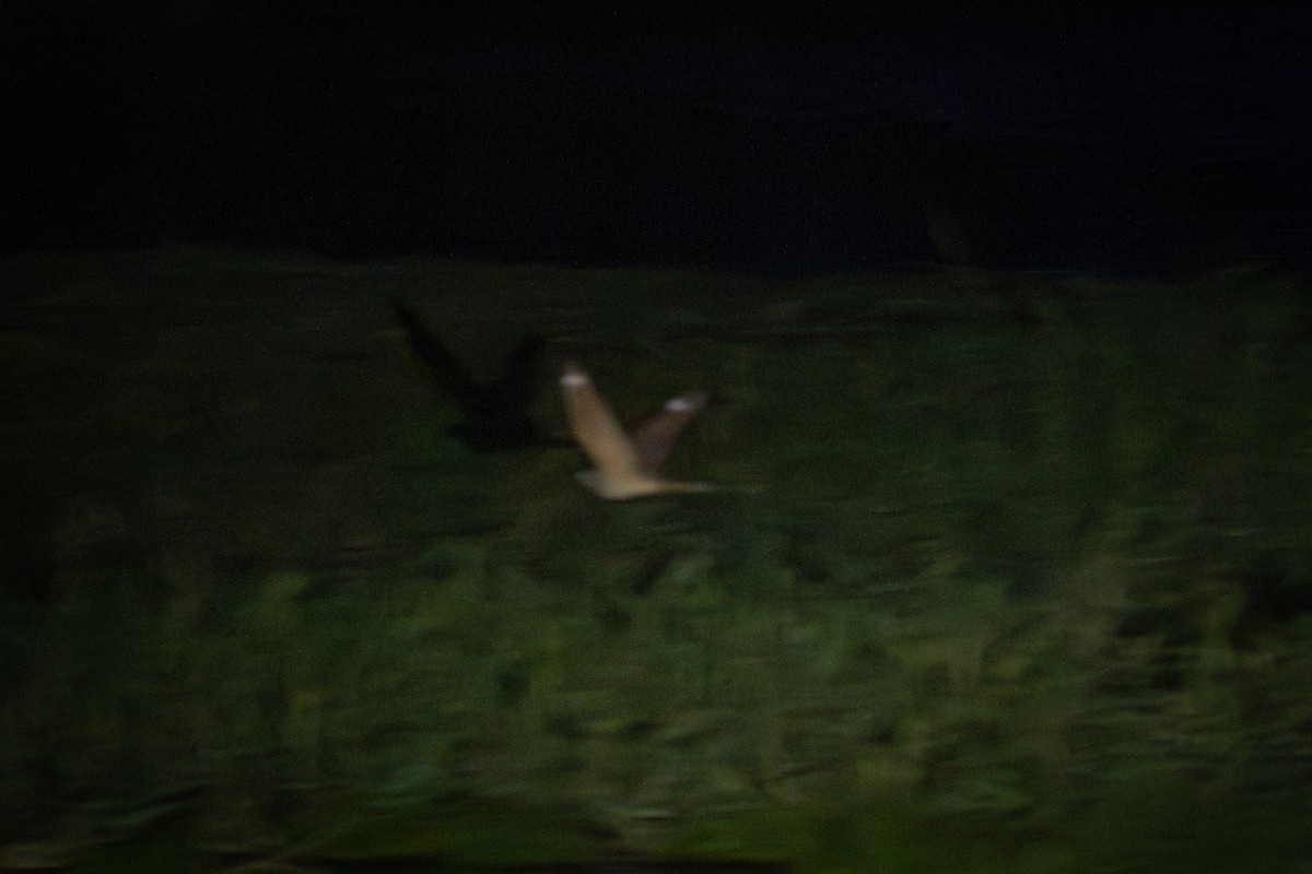Eurasian Nightjar - ML638489699