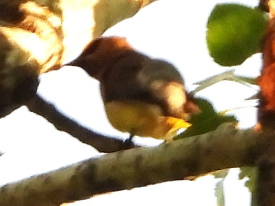 Cedar Waxwing - ML638489701