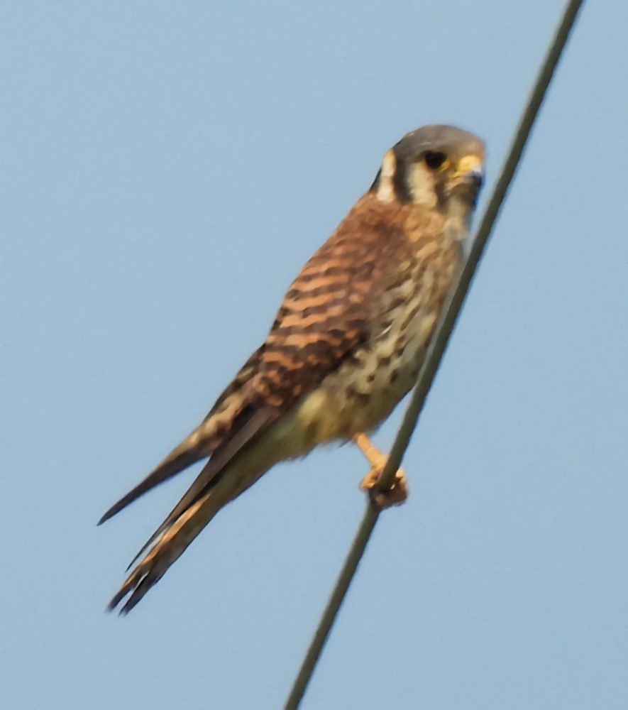 American Kestrel - ML638489755
