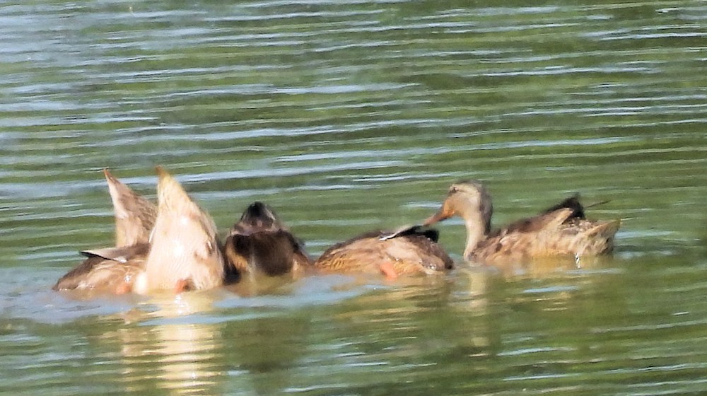 Mallard - ML638489771