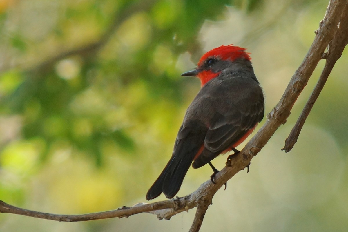 Vermilion Flycatcher - ML638489780